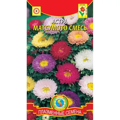 Мацумото blue tipped white семена астры 60-70 см (Sakata) - Супермаркет  семян № ①