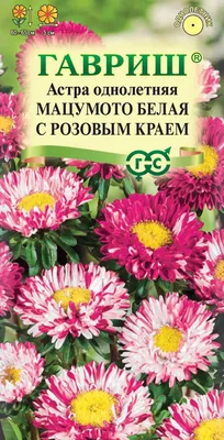 ✓ Семена Астра Мацумото белая с розовым краем, 0,3г, Гавриш, Цветочная  коллекция по цене 30 руб. ◈ Большой выбор ◈ Купить по всей России ✓  Интернет-магазин Гавриш ☎ 8-495-902-77-18