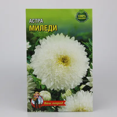 Семена Цветы, Астра, Миледи, 0.2 г, цветная упаковка, Седек в Белгороде:  цены, фото, отзывы - купить в интернет-магазине Порядок.ру