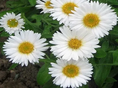 Астра альпийская White - Астра - GardenPlants