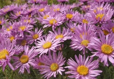 Астра альпийская сиреневая (Aster alpestris) - купить саженцы в Минске и  Беларуси