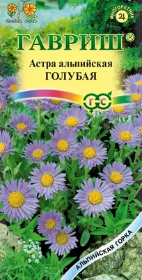 Многолетние астры – все о посадке, уходе и выращивании в открытом грунте |  В цветнике (Огород.ru)