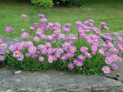 Астра альпийская (Aster alpinus) - Астра альпийская - Астра многол -  Многолетники - Каталог - LESKOVO-PITOMNIK.ru