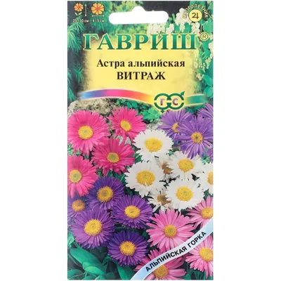 Астра альпийская многолетняя. Насколько цветы отличаются от картинки на  пакетике с семенами. | Городские в деревне | Дзен