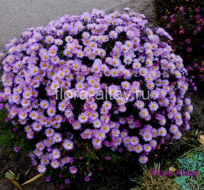 Астра альпийская Блу (Aster alpinus Blue)