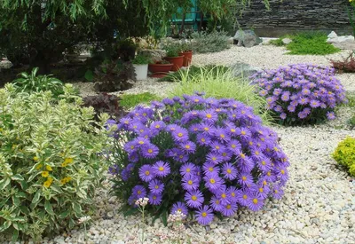 Астра многолетняя кустарниковая Дженни (Aster dumosus Jenny)