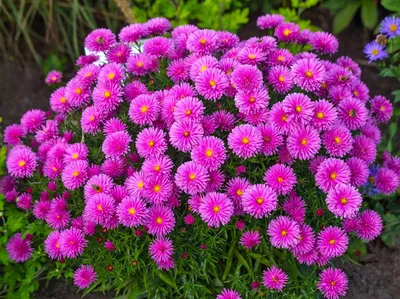 Астра многолетняя \"Pink Beauty\" (Пинк Бьюти), купить в Екатеринбурге