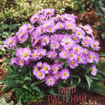 Кустарники, декоративные растения и деревья : Астра многолетняя махровая  Десерт Блу