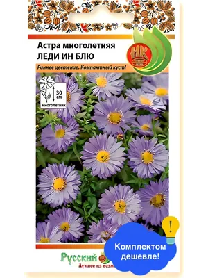 Голубая ромашка» – Астра многолетняя | Точка соприкосновения | Дзен