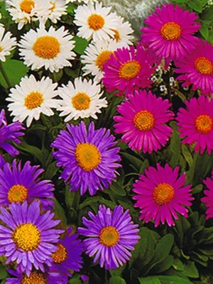 Астра многолетняя Пинк Бьюти (Aster dumosus Pink Beauty)