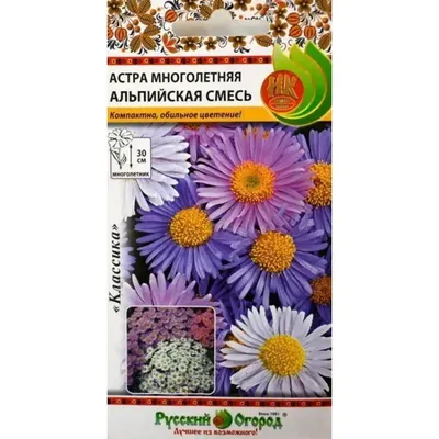 Астра многолетняя 74774027 купить за 97 ₽ в интернет-магазине Wildberries