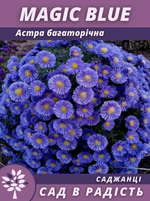Купить Астра многолетняя Альпийская - Семена в интернет магазине  RassadaCity.ru