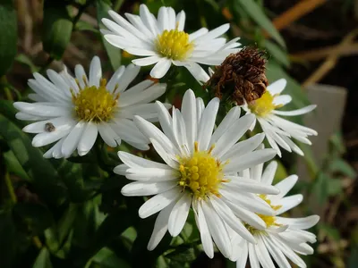 Астра многолетняя кустарниковая Дженни (Aster dumosus Jenny)