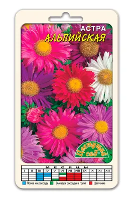 Астра многолетняя \"Prof Anton Kippenberg\" (Антон Киппенберг), купить в  Екатеринбурге