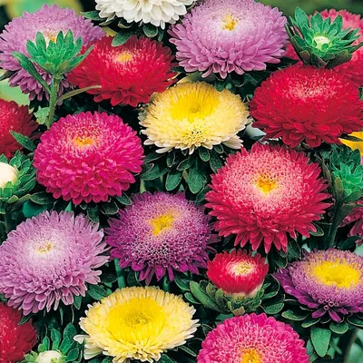 Семена цветов Астра многолетняя микс смесь окрасок Agroni – купить в Алматы  по цене 155 тенге – интернет-магазин Леруа Мерлен Казахстан