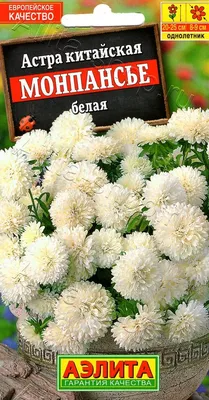 Астра горшечная Монпансье Карминная, 0,2 г, купить в интернет магазине  Seedspost.ru