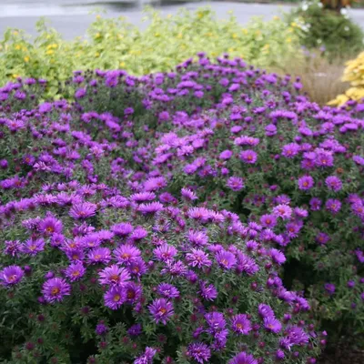 Астра новоанглийская Purple Dome - Астра - GardenPlants