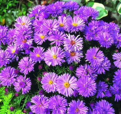 Астра новоанглийская Purple Dome (Пепл Дом) | купить выгодно✵Сады-Эдема.рф  –интернет магазин растений для сада