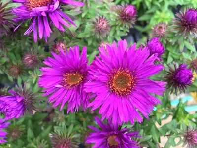 Астра новоанглийская Purple Dome — Пёпл Дом — Рассада цветов и овощей.