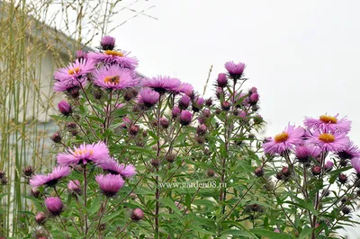 Астра новобельгийская (Aster novi-belgii `Royal Ruby`) - Солитеры - По  областям применения - Каталог - LESKOVO-PITOMNIK.ru