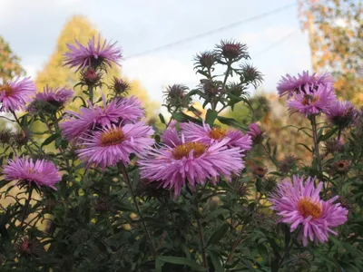 Астра новоанглийская Helen Picton - Астра - GardenPlants