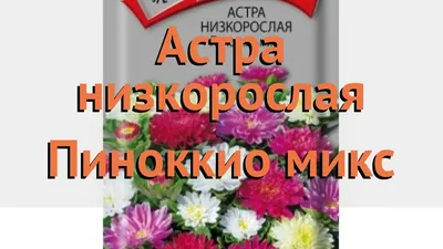 Семена цветов Астра \"Пиноккио\" смесь, О, 0,1 г (3973649) - Купить по цене  от 7.80 руб. | Интернет магазин SIMA-LAND.RU