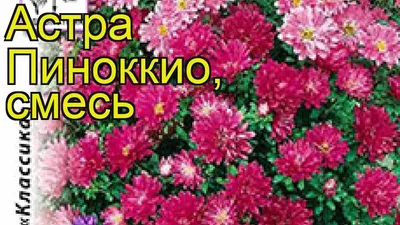 Купить Цв.Астра Смесь Пиноккио (НК) 50шт - Успехагро Кемерово