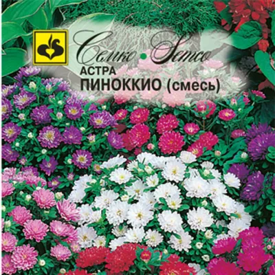 УЦЕНКА - Семена астры «Пиноккио» (смесь), ТМ W. Legutko - 0,5 грамма купить  недорого в интернет-магазине семян OGOROD.ua