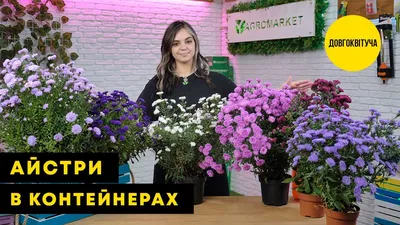 Астра вересковая «Pink Cloud»: купить недорого с доставкой — Крокус-ВЛ