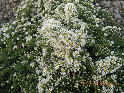 Астра вересковая Пинк Стар (Aster ericoides Pink Star) — Питомник Летний сад