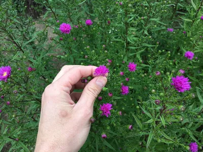 Астра растопыренная Starshine Aster divaricatus Starshine - купить сорт в  питомнике, саженцы в Санкт-Петербурге