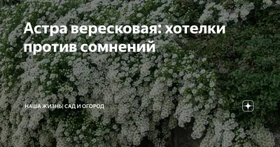 Астра вересковая (вересковидная, почвопокровная): фото и описание,  размножение