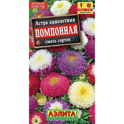 Астра Помпонная Темно-Голубая Aster pompon Dark Blue - купить семена цветов  с доставкой по Украине в магазине Добродар