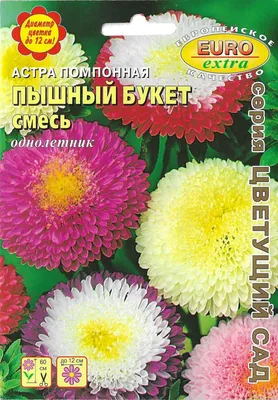 Астры однолетние ПОИСК Агрохолдинг астра цветы однолетние Поиск. - купить  по выгодным ценам в интернет-магазине OZON (876261314)