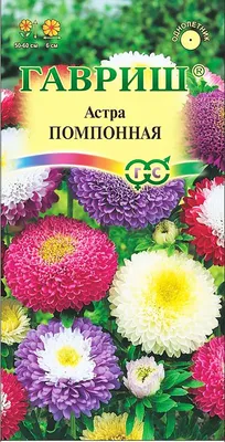 Семена Астра помпонная Превосходный Гасфорд (Поиск) на Лесоторговой в Орле  по цене: 20 ₽