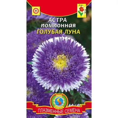 Семена Астра помпонная Зимняя вишня, 0.2г (Аэлита), цена в Уфе от компании  33 СОТКИ г. УФА