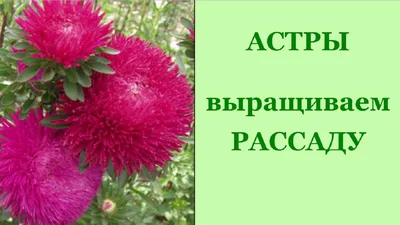 Купить астру альпийскую в Москве - Выгодная цена на саженцы астры в  интернет магазине RassadaCity.ru