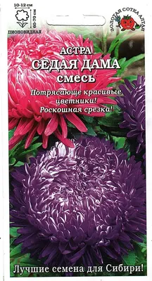 Купить Астра Седая дама красная (дс) 35шт от