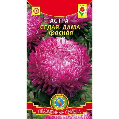 Астра Седая Дама Лиловая/Сем Алт/цп 0,2 гр. (2026 / 22065) — купить в  городе Томск, цена, фото — ООО «ГалаОпт»