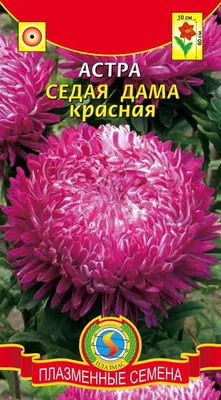 Астра Седая дама красная 0,3 г / семена однолетних цветов для сада /  однолетние цветы для балкона в грунт / для сада | AliExpress