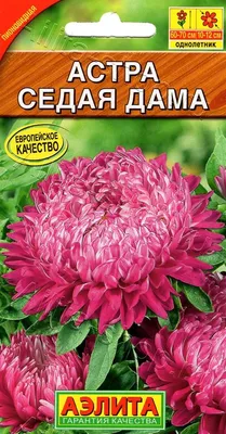 Семена астры GL Seeds Седая дама розовая (pink) пионовидная однолетняя 0.3  г – фото, отзывы, характеристики в интернет-магазине ROZETKA от продавца:  Агросіті | Купить в Украине: Киеве, Харькове, Днепре, Одессе, Запорожье,  Львове