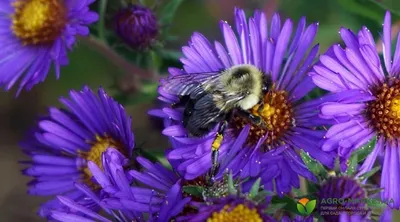 Вертикордия — Астра новобельгийская или сентябринка голубая (Symphyotrichum  novi-belgii)