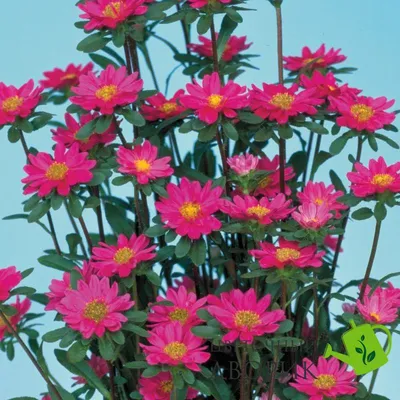 Купить char.tipSemjan} Астра Serenade Rose 20гр - семена однолетних цветов  с доставкой по Украине | Цветочный Дворик