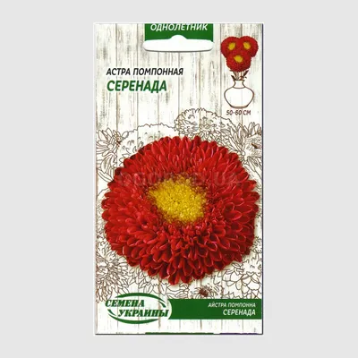 Astra čínská Serenade směs barev, semena astry, semena letniček, letnička,  rostliny, semena rostlin