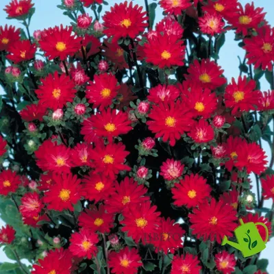 Купить Семена Астра Serenade Scarlet 20гр - семена однолетних цветов с  доставкой по Украине | Цветочный Дворик