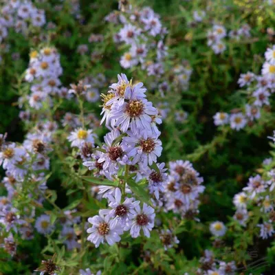 Астра вересковая Блю Стар: купить в Москве саженцы Aster ericoides Blue  Star в питомнике «Медра»