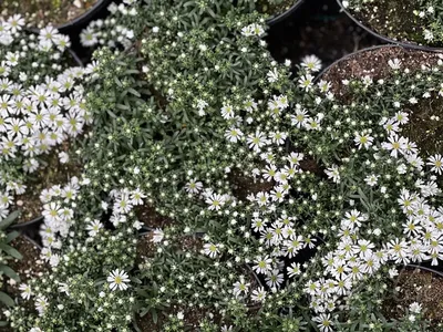 Астра вересковая Пинк Стар (Aster ericoides Pink Star) — Питомник Летний сад