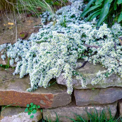 Астра вересковая \"Снежная лавина\" Snow Flurry и всё о  ней.#астравересковаяснежнаялавина. #астрывсаду - YouTube