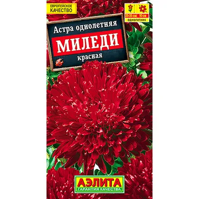 Астра пионовидная Огонь и лед купить недорого в интернет-магазине товаров  для сада Бауцентр