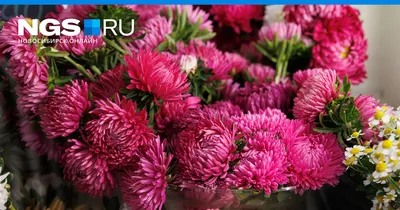 Астра Акцент смесь сортов 0,2г Золотая Сотка Алтая: купить в Новосибирске  по цене от 7.98 руб — интернет-магазин «Красный бант»